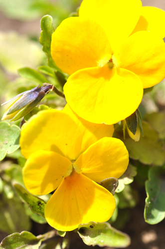 Spiselige blomster i norge